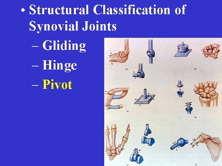  • Structural Classification of Synovial Joints – Gliding – Hinge – Pivot 