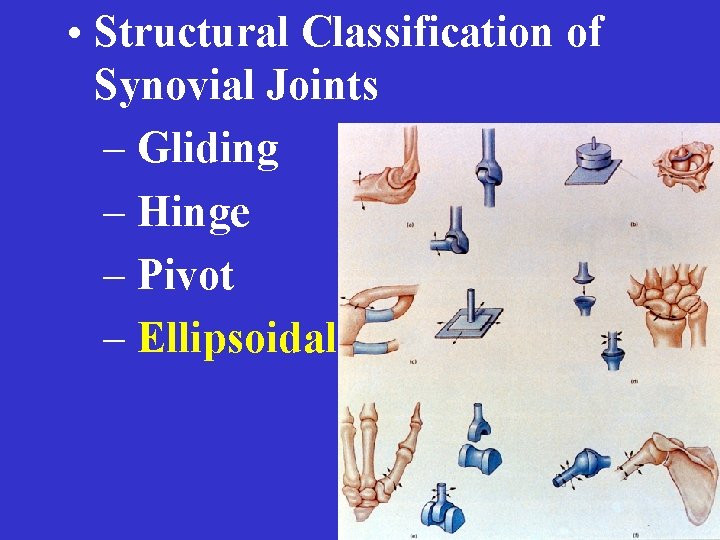  • Structural Classification of Synovial Joints – Gliding – Hinge – Pivot –