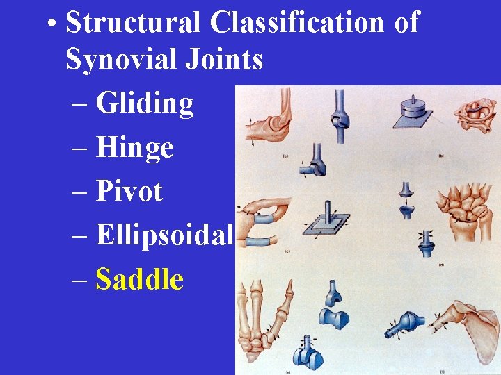  • Structural Classification of Synovial Joints – Gliding – Hinge – Pivot –