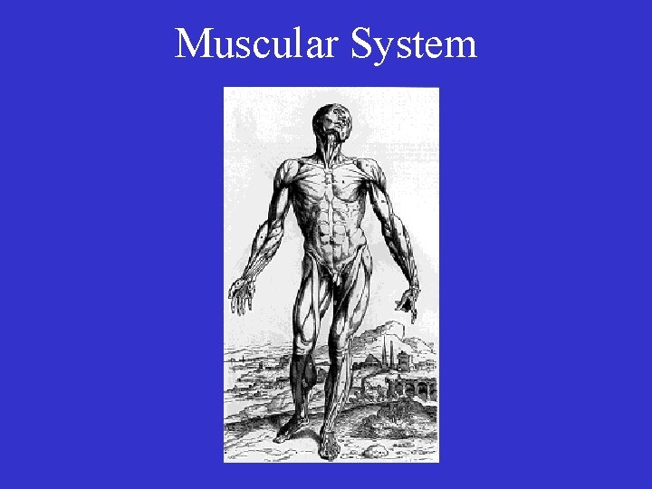 Muscular System 