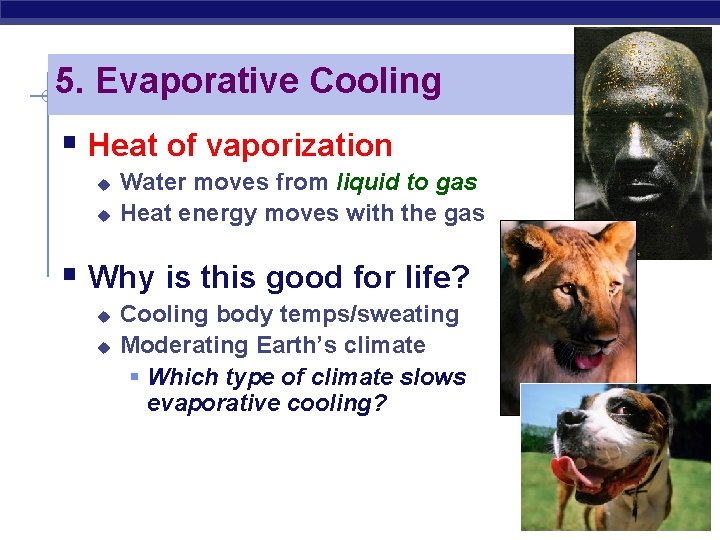 5. Evaporative Cooling § Heat of vaporization u u Water moves from liquid to