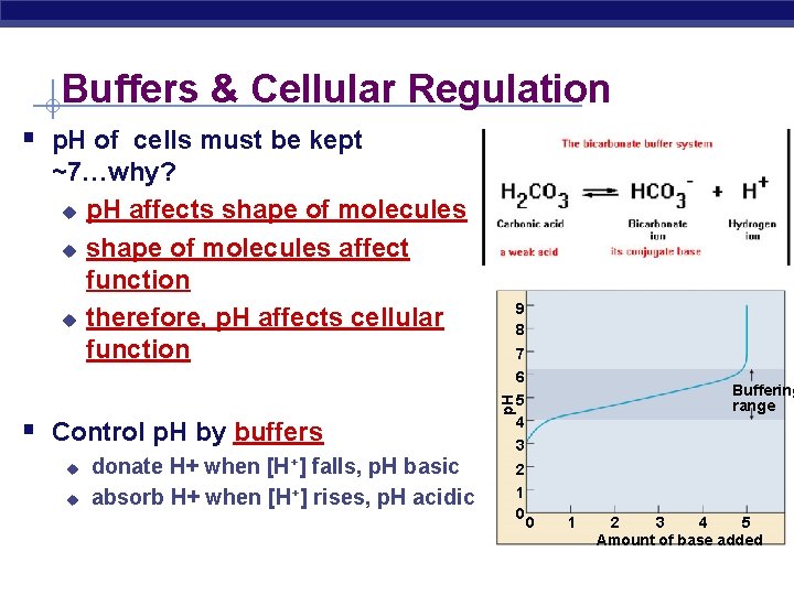 Buffers & Cellular Regulation § p. H of cells must be kept ~7…why? u