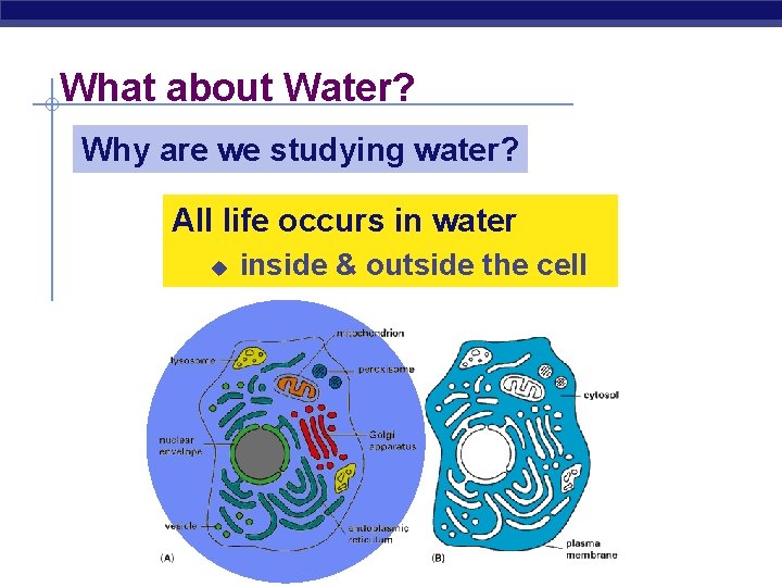 What about Water? Why are we studying water? All life occurs in water u