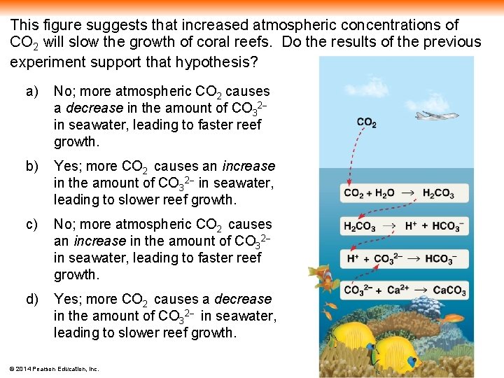 This figure suggests that increased atmospheric concentrations of CO 2 will slow the growth