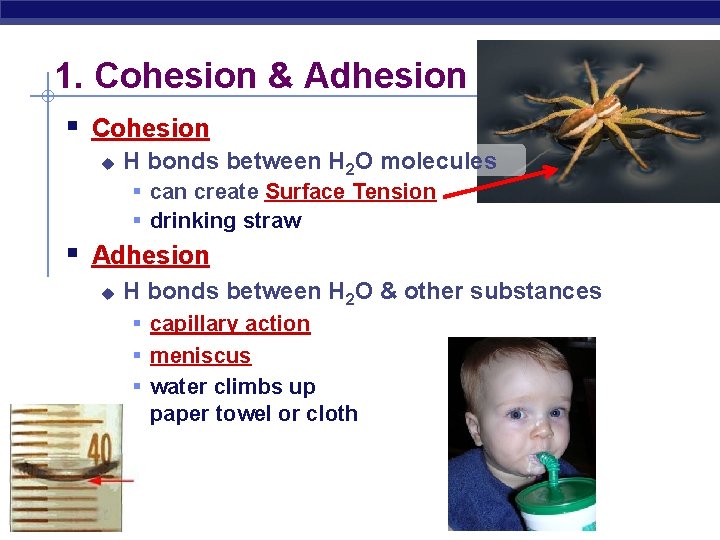 1. Cohesion & Adhesion § Cohesion u H bonds between H 2 O molecules