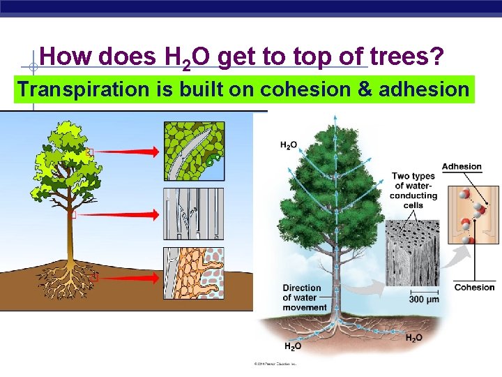 How does H 2 O get to top of trees? Transpiration is built on