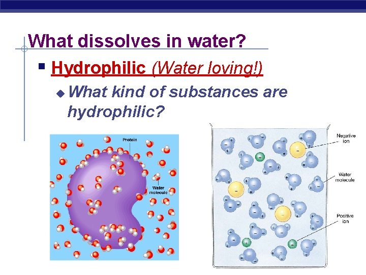 What dissolves in water? § Hydrophilic (Water loving!) u What kind of substances are