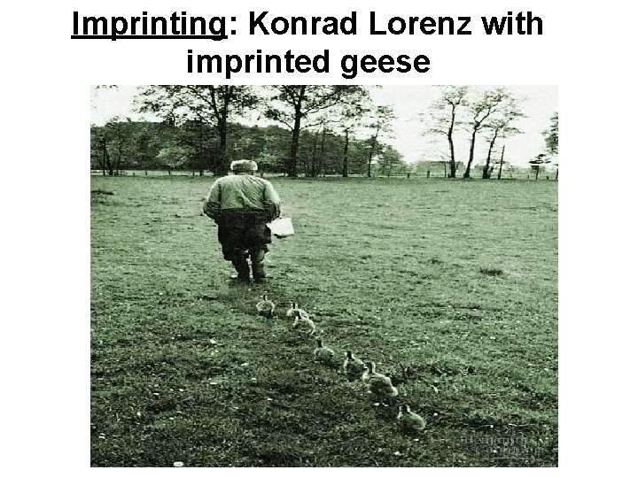 Imprinting: Konrad Lorenz with imprinted geese 