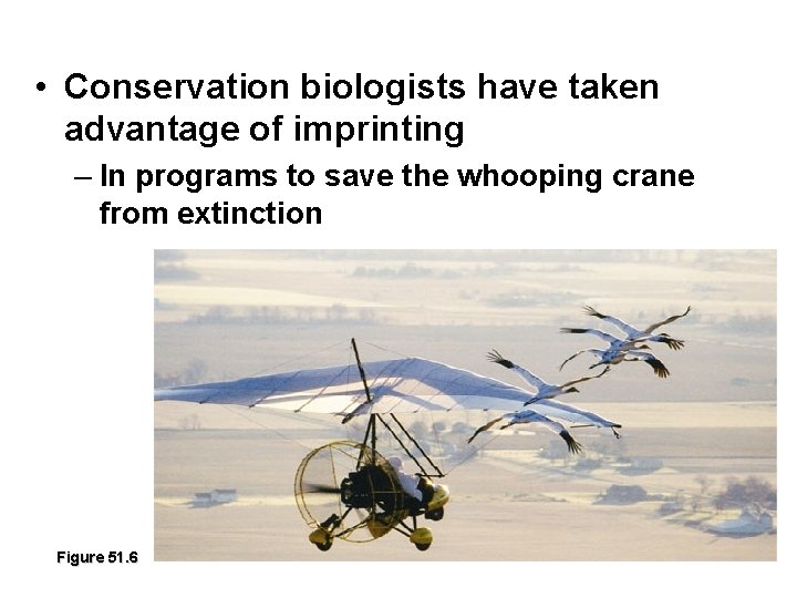  • Conservation biologists have taken advantage of imprinting – In programs to save