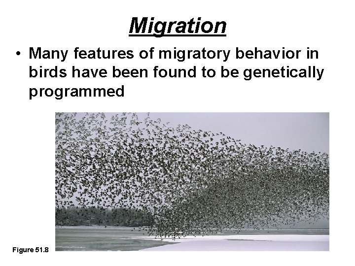 Migration • Many features of migratory behavior in birds have been found to be