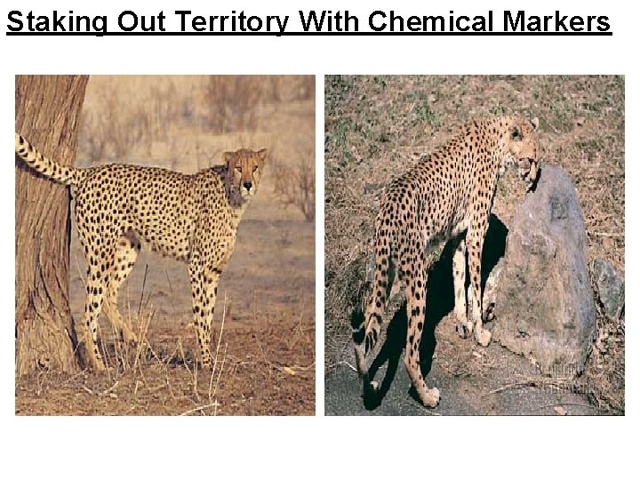 Staking Out Territory With Chemical Markers 