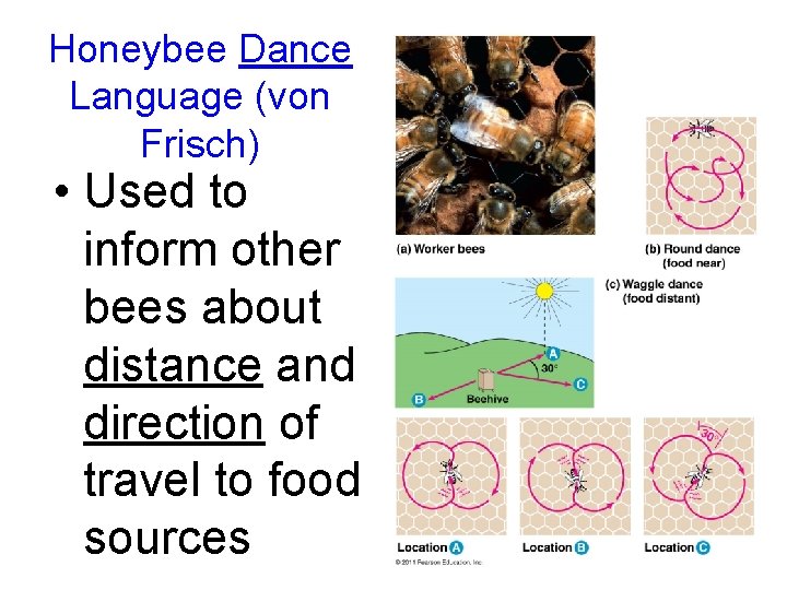 Honeybee Dance Language (von Frisch) • Used to inform other bees about distance and