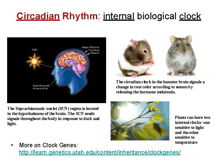 Circadian Rhythm: internal biological clock The circadian clock in the hamster brain signals a