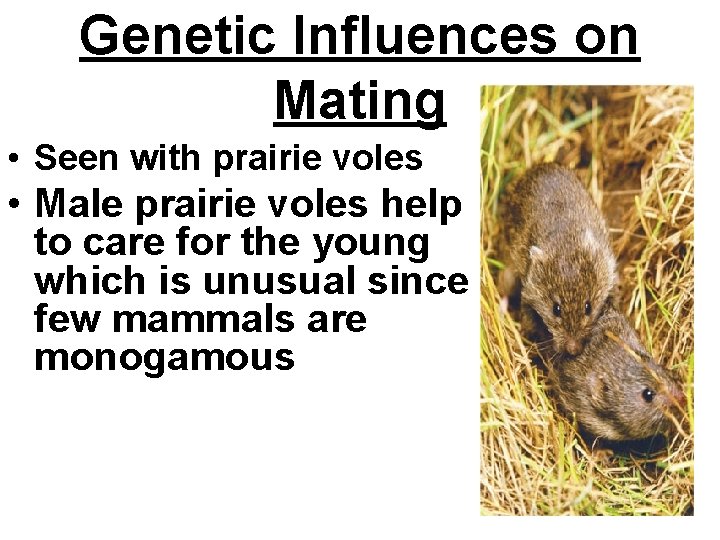 Genetic Influences on Mating • Seen with prairie voles • Male prairie voles help