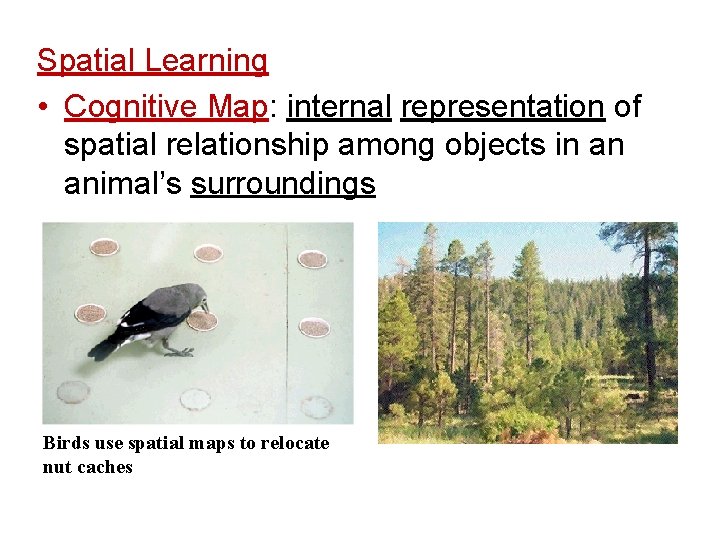 Spatial Learning • Cognitive Map: internal representation of spatial relationship among objects in an