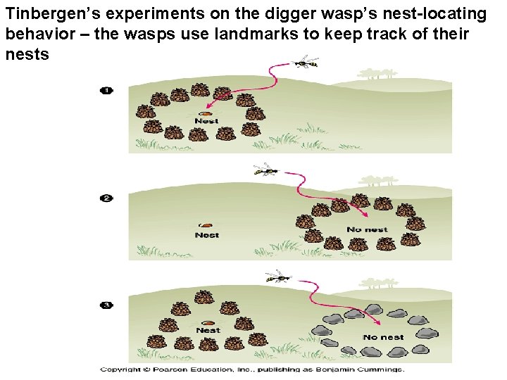 Tinbergen’s experiments on the digger wasp’s nest-locating behavior – the wasps use landmarks to
