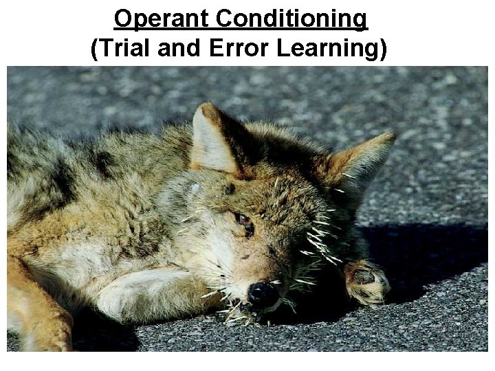 Operant Conditioning (Trial and Error Learning) 