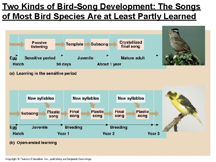Two Kinds of Bird-Song Development: The Songs of Most Bird Species Are at Least