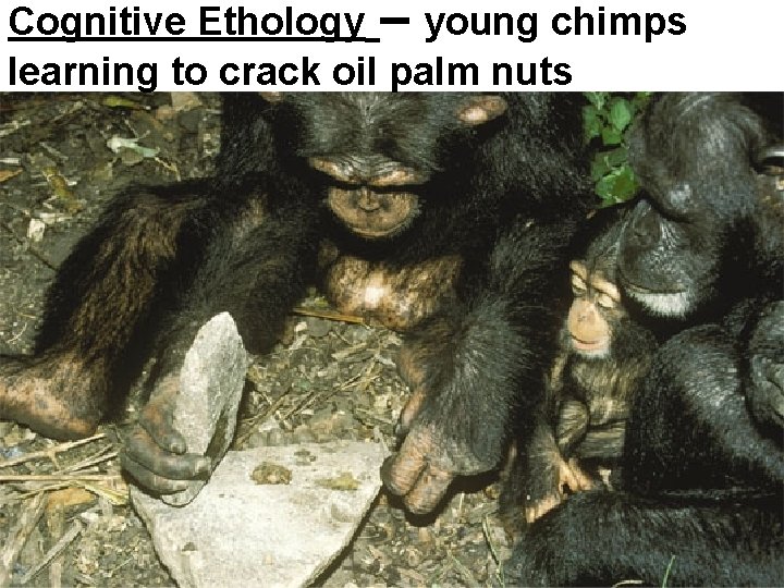 Cognitive Ethology – young chimps learning to crack oil palm nuts 
