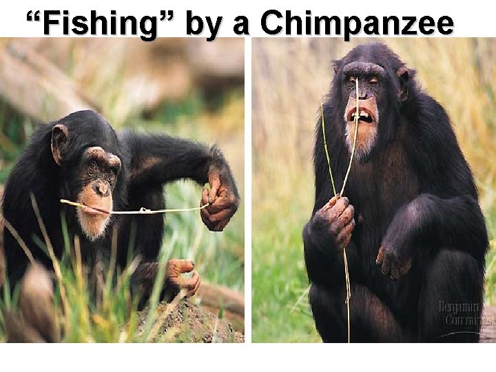 “Fishing” by a Chimpanzee 