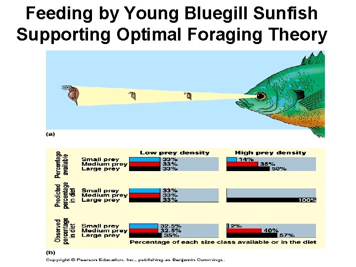 Feeding by Young Bluegill Sunfish Supporting Optimal Foraging Theory 