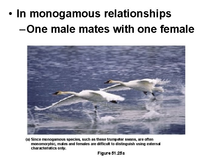  • In monogamous relationships – One male mates with one female (a) Since