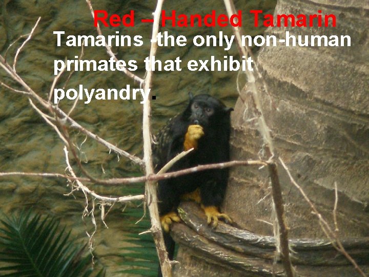 Red – Handed Tamarins -the only non-human primates that exhibit polyandry. 