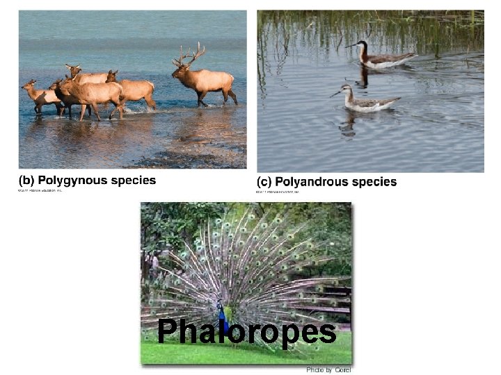 Phaloropes 