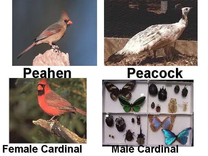 Peahen Female Cardinal Peacock Male Cardinal 