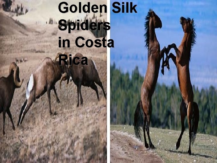 Golden Silk Spiders in Costa Rica 