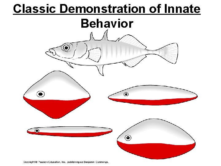 Classic Demonstration of Innate Behavior 
