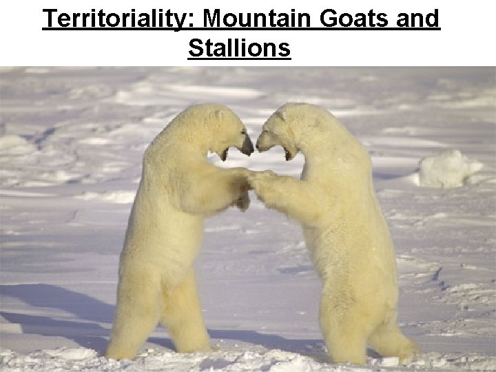 Territoriality: Mountain Goats and Stallions 