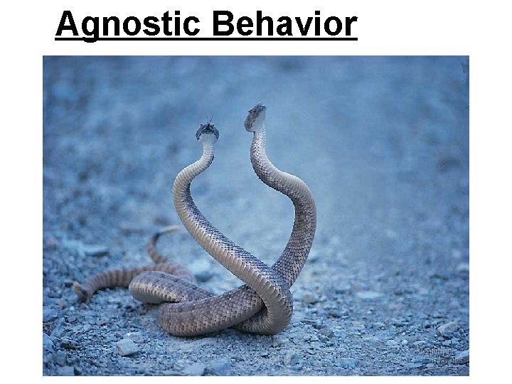 Agnostic Behavior 