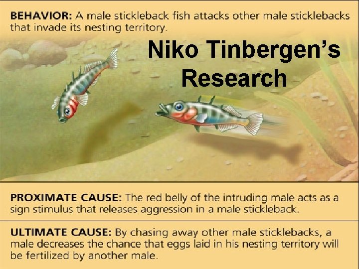 Niko Tinbergen’s Research 