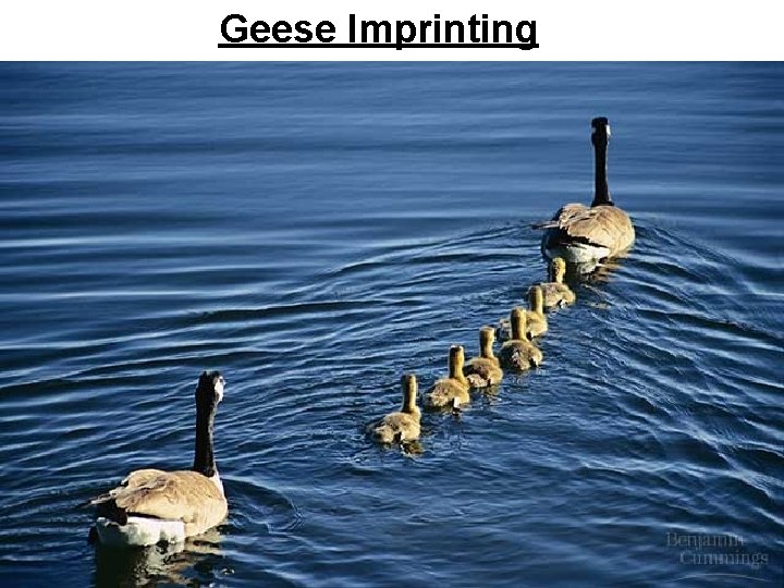 Geese Imprinting 