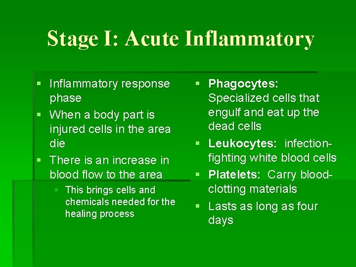 Stage I: Acute Inflammatory § Inflammatory response phase § When a body part is