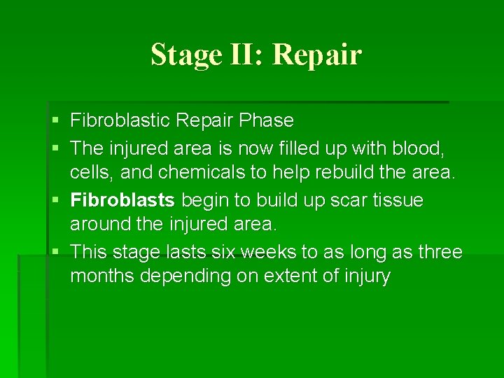 Stage II: Repair § Fibroblastic Repair Phase § The injured area is now filled