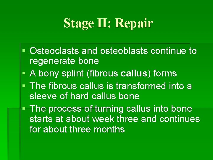 Stage II: Repair § Osteoclasts and osteoblasts continue to regenerate bone § A bony