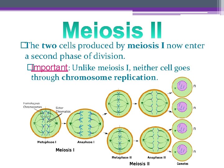 �The two cells produced by meiosis I now enter a second phase of division.