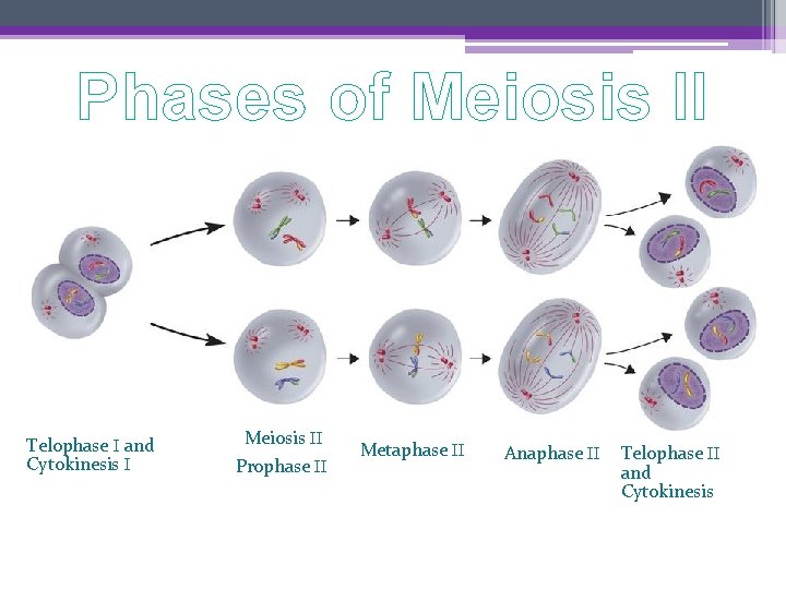Phases of Meiosis II • Meiosis II Telophase I and Cytokinesis I Meiosis II