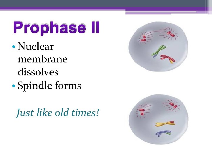 Prophase II • Nuclear membrane dissolves • Spindle forms Just like old times! 