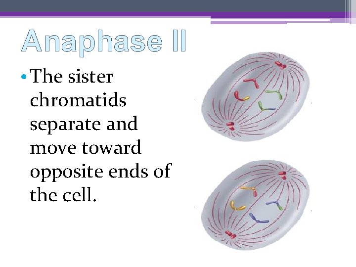 Anaphase II • The sister chromatids separate and move toward opposite ends of the