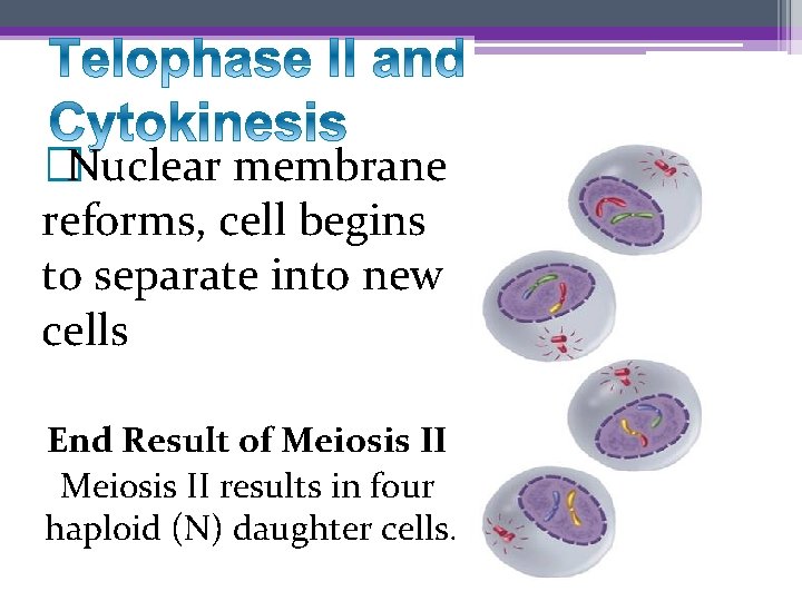 � Nuclear membrane reforms, cell begins to separate into new cells End Result of