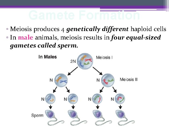 Gamete Formation ▫ Meiosis produces 4 genetically different haploid cells ▫ In male animals,