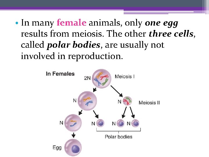  • In many female animals, only one egg results from meiosis. The other