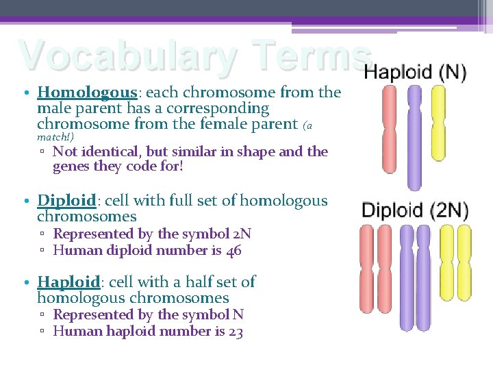Vocabulary Terms • Homologous: each chromosome from the male parent has a corresponding chromosome