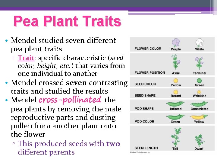 Pea Plant Traits • Mendel studied seven different pea plant traits ▫ Trait: specific