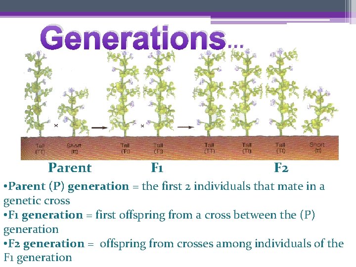 Generations… Parent F 1 F 2 • Parent (P) generation = the first 2