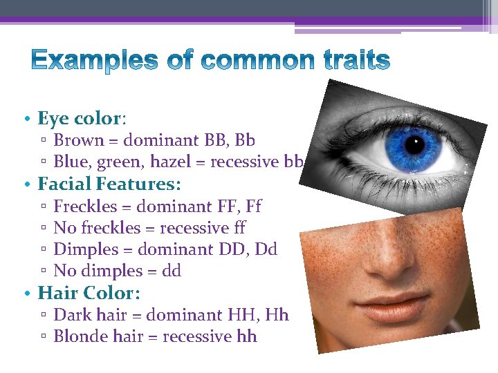  • Eye color: ▫ Brown = dominant BB, Bb ▫ Blue, green, hazel