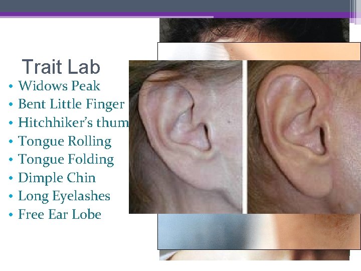  • • Trait Lab Widows Peak Bent Little Finger Hitchhiker’s thumb Tongue Rolling